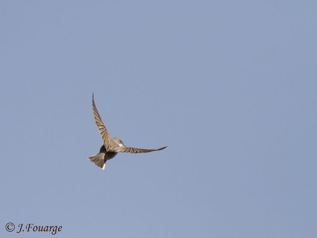 Common Whitethroat male adult, Flight