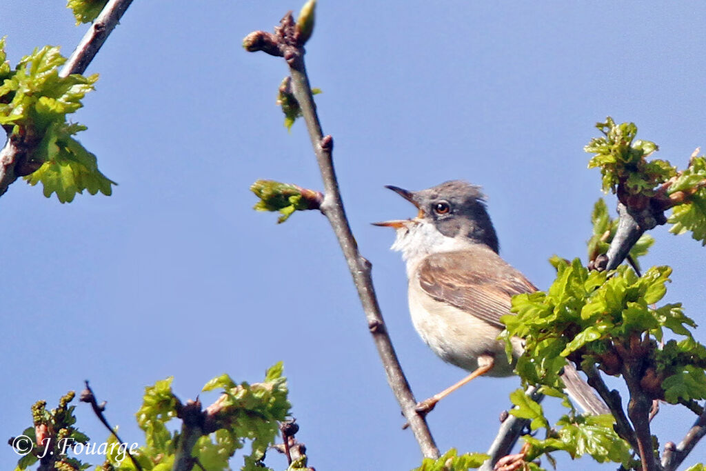 Fauvette grisette mâle adulte, identification, chant