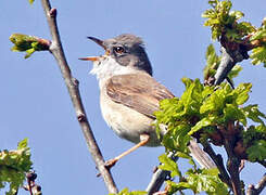 Common Whitethroat