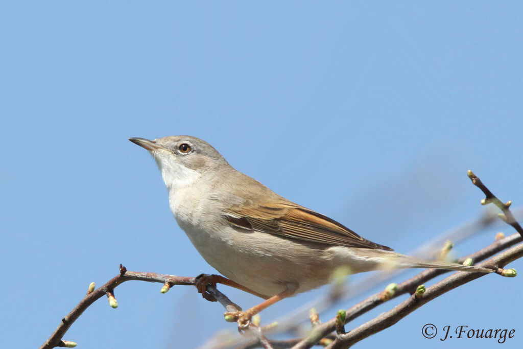 Fauvette grisette mâle adulte, identification