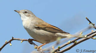 Common Whitethroat