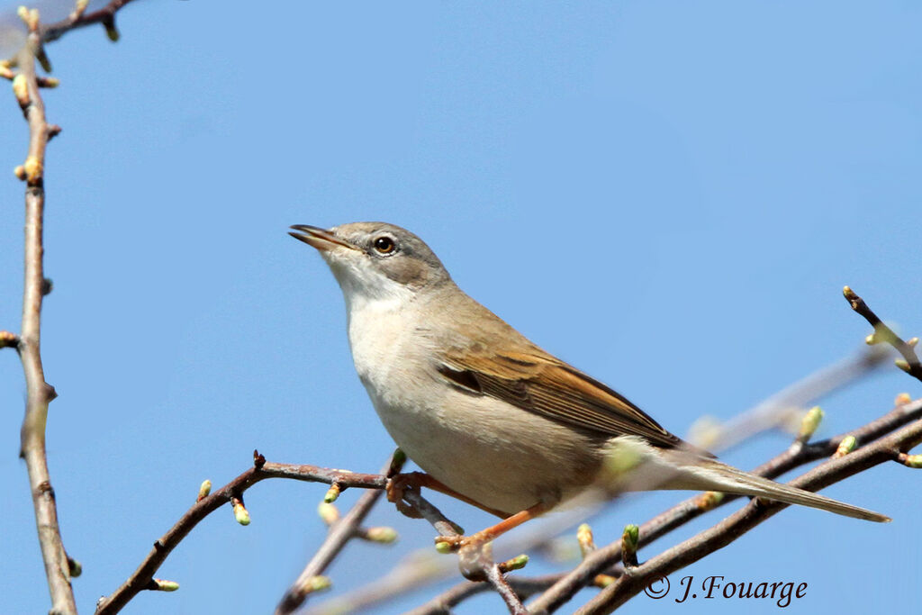 Fauvette grisette mâle adulte, identification