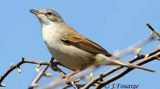 Common Whitethroat