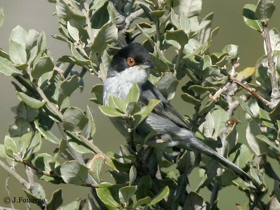 Sardinian Warbler