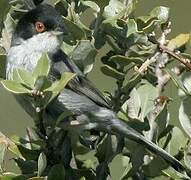 Sardinian Warbler