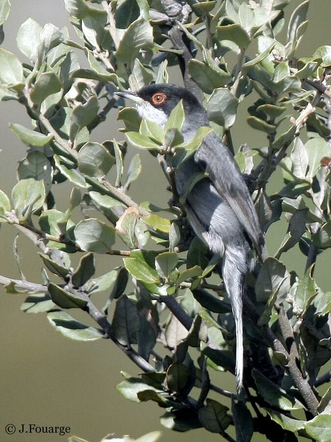 Sardinian Warbler