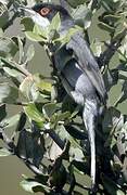 Sardinian Warbler