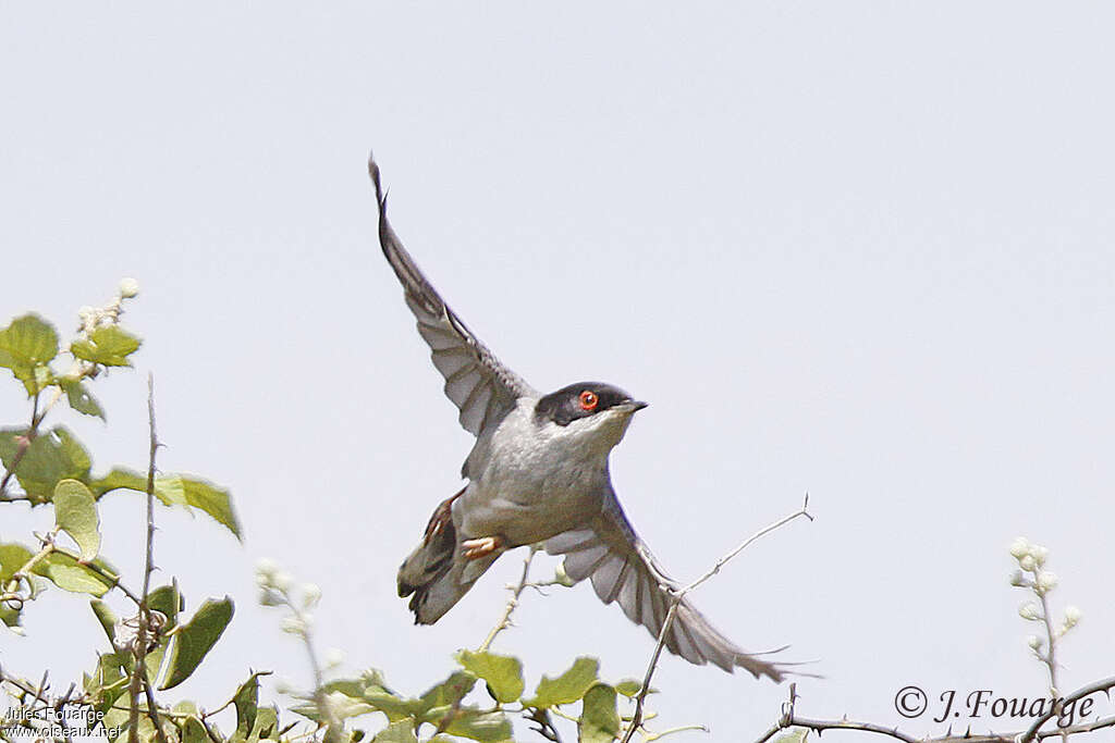 Sardinian Warbler male adult, Flight