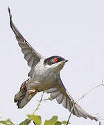 Sardinian Warbler