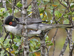 Sardinian Warbler