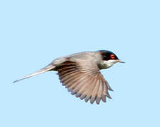 Sardinian Warbler