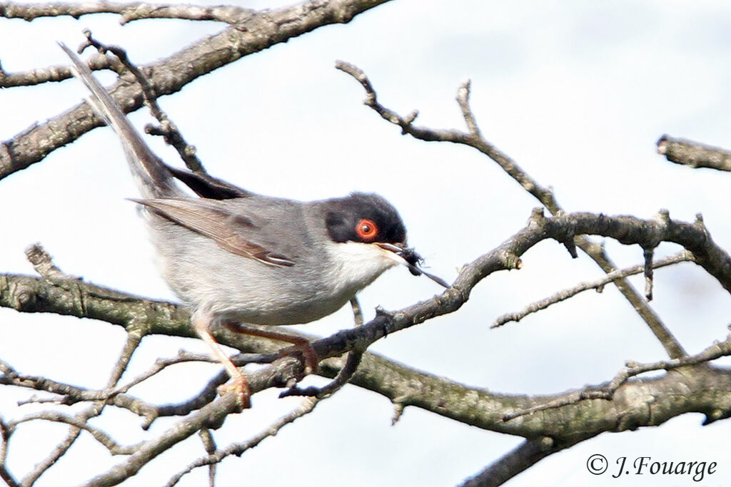 Sardinian Warbler male adult, identification, feeding habits, Reproduction-nesting, Behaviour