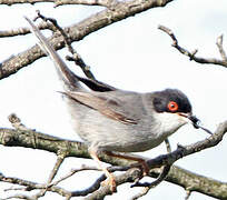 Sardinian Warbler