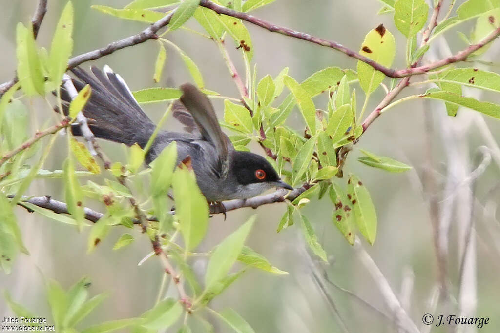 Fauvette mélanocéphale mâle adulte, habitat, pigmentation