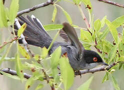 Sardinian Warbler