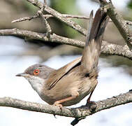 Sardinian Warbler