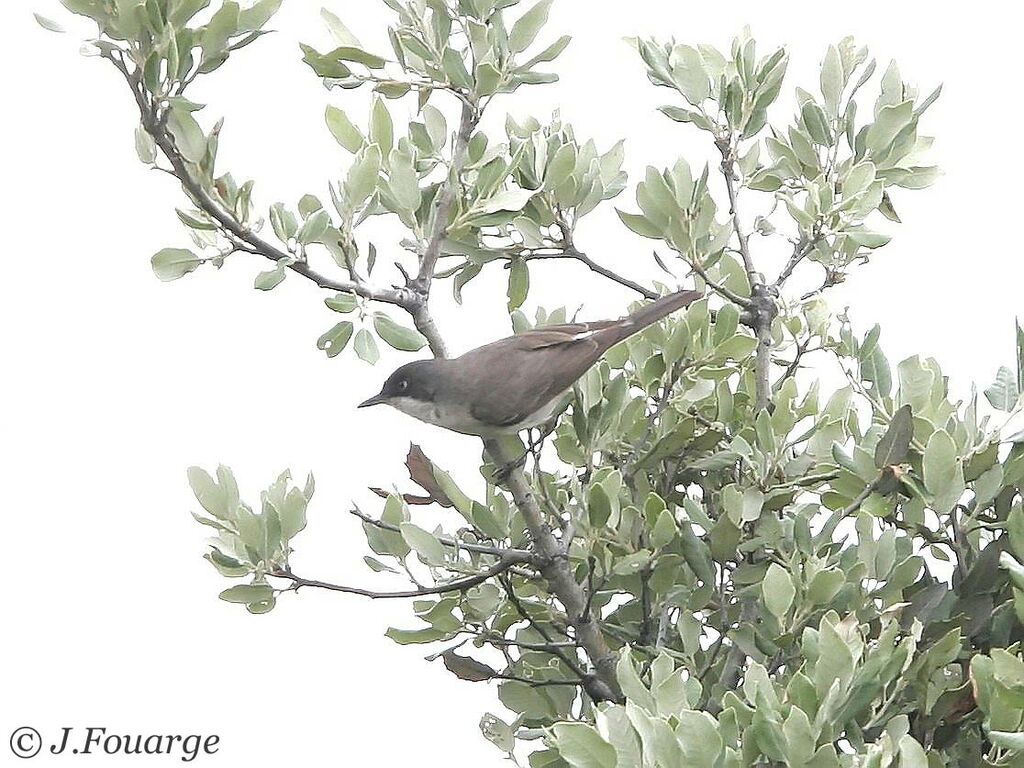 Fauvette orphée mâle adulte