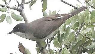 Western Orphean Warbler