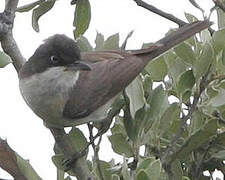 Western Orphean Warbler