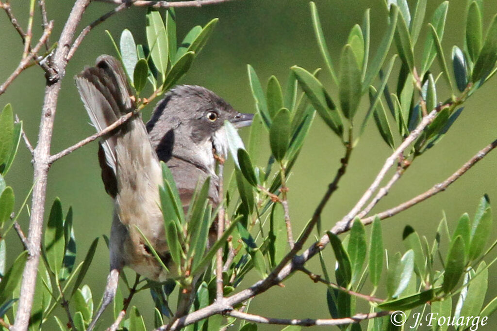 Fauvette orphée mâle adulte, identification, Comportement