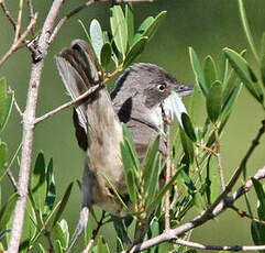 Fauvette orphée