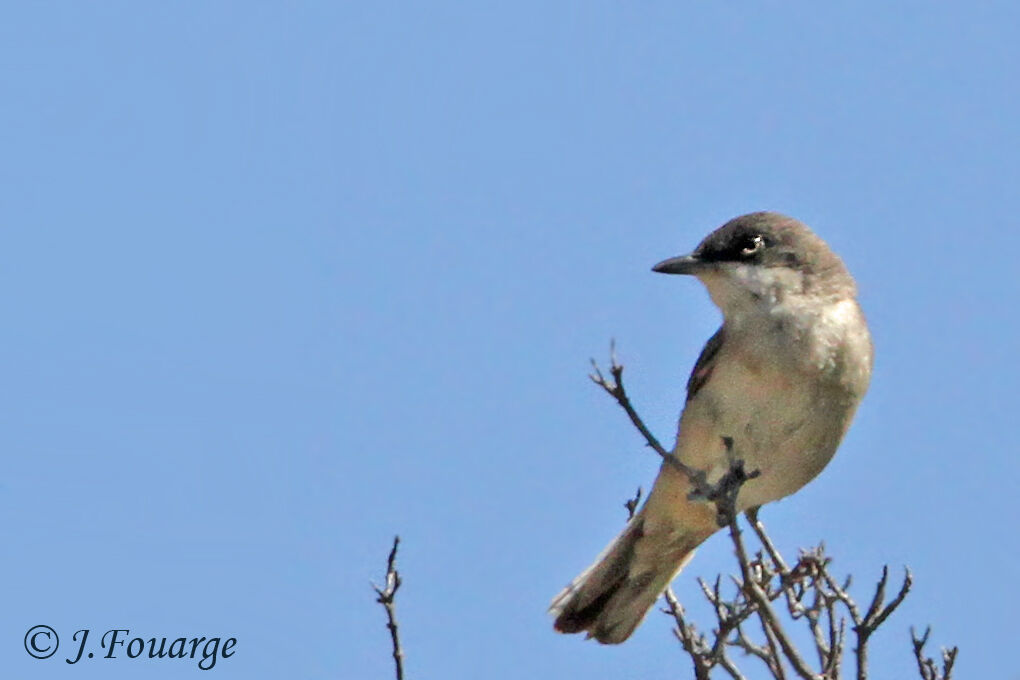 Western Orphean Warbler male adult, identification