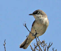 Western Orphean Warbler