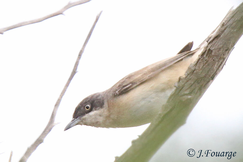 Western Orphean Warbler male adult, identification