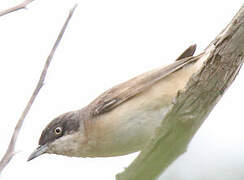 Western Orphean Warbler