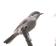 Western Orphean Warbler