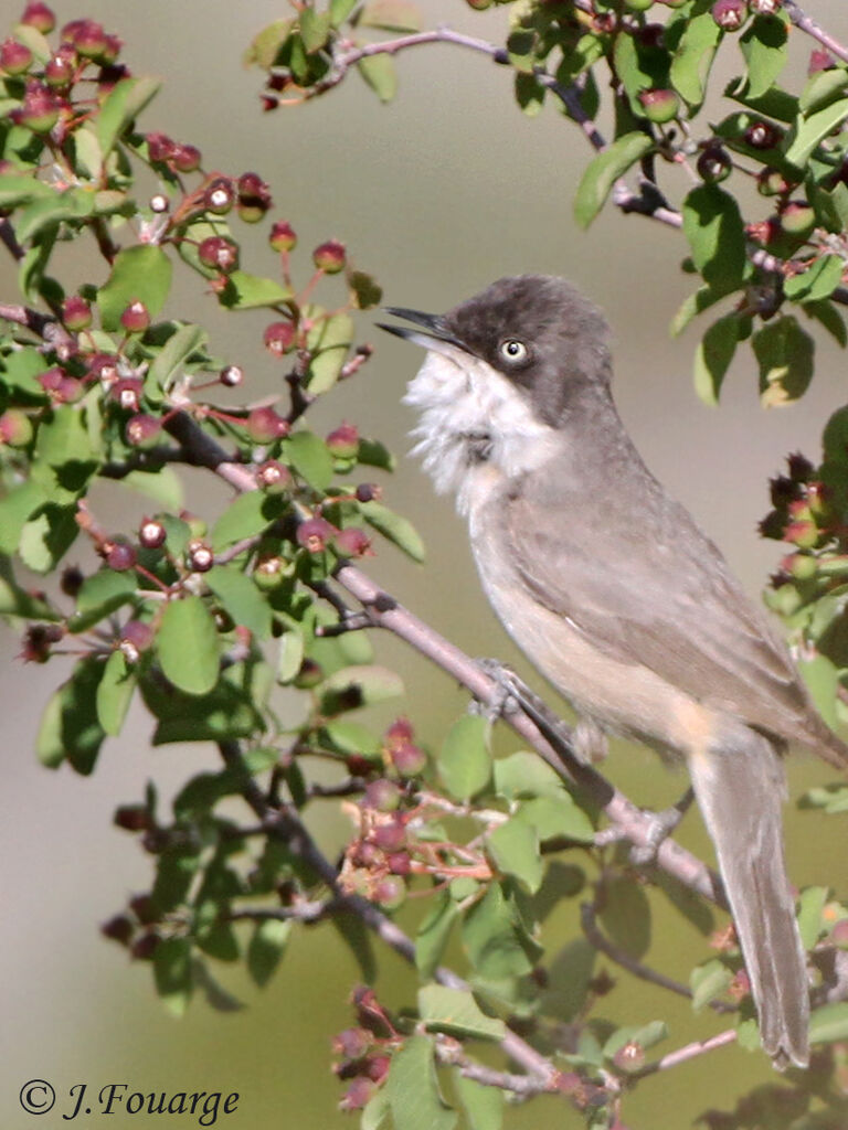 Western Orphean Warbler male adult, identification, song