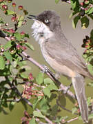 Western Orphean Warbler