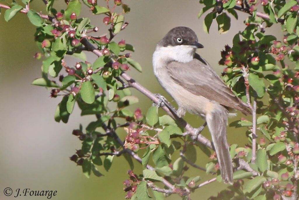 Western Orphean Warbler male adult, identification