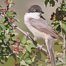 Fauvette orphée