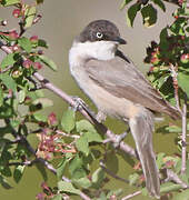 Western Orphean Warbler