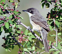 Western Orphean Warbler