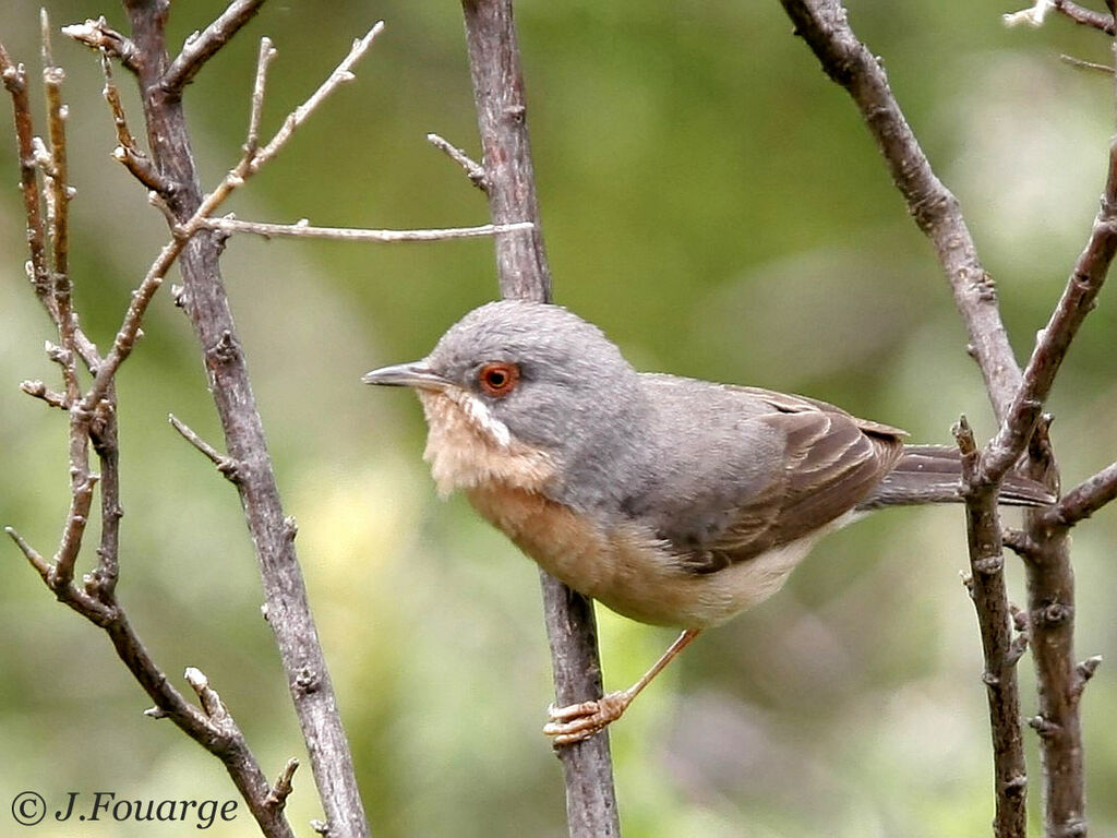 Subalpine Warbler male adult