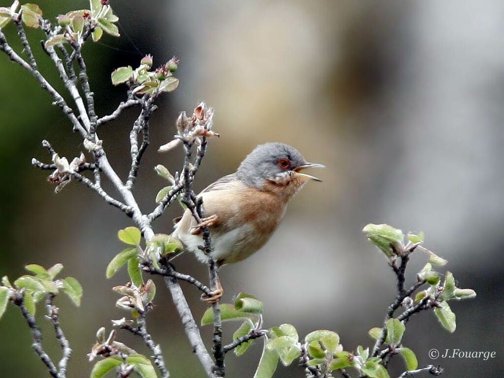 Subalpine Warbler male adult