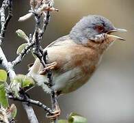 Subalpine Warbler