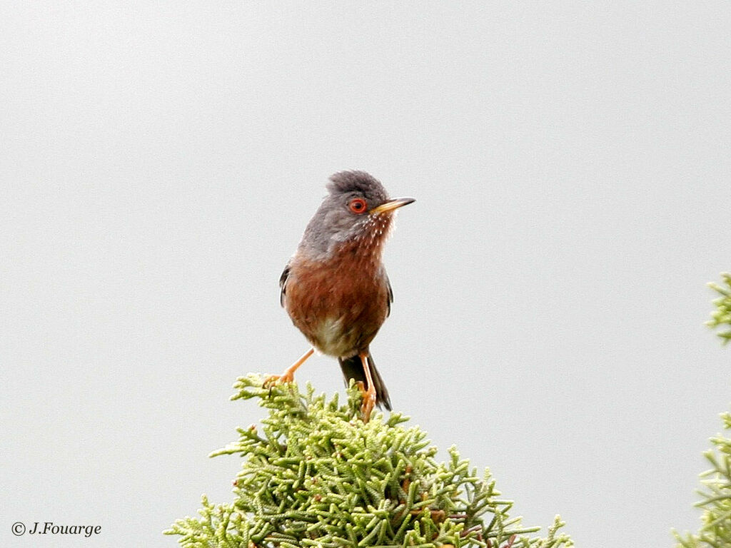 Dartford Warbler male adult