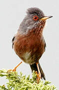 Dartford Warbler