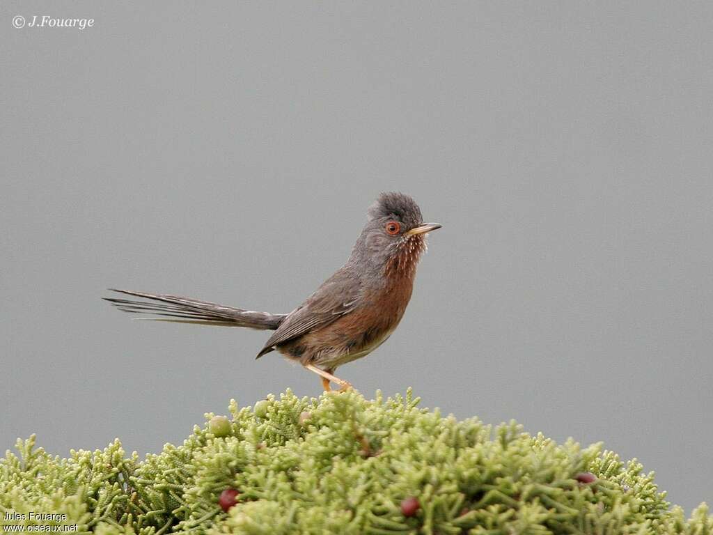 Dartford Warbler male adult breeding, identification
