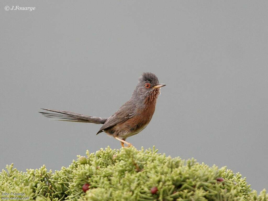 Dartford Warbler male adult breeding, identification