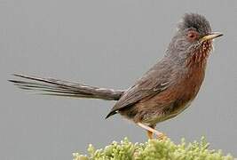 Dartford Warbler