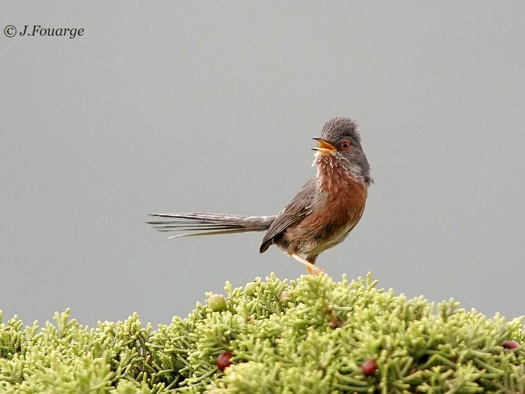 Dartford Warbler male adult