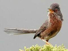 Dartford Warbler