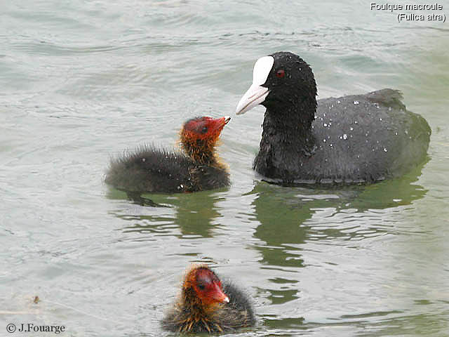 Eurasian Coot