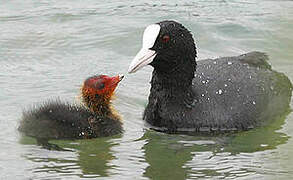 Eurasian Coot