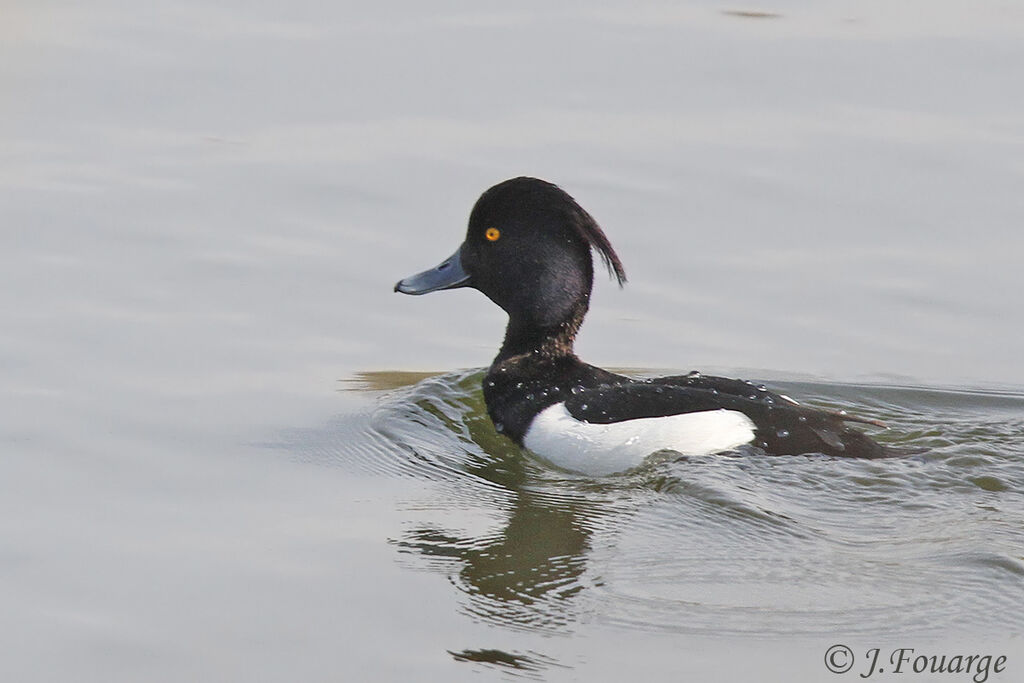 Tufted Duck male adult, identification