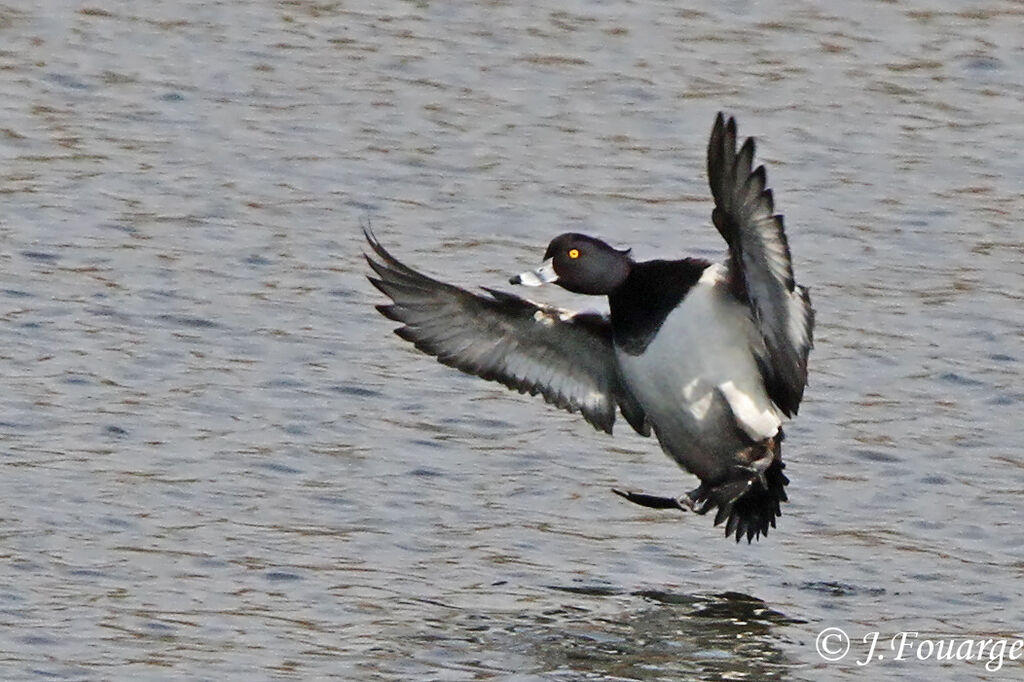 Tufted Duck male adult, Flight